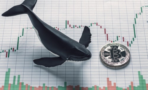 Whales investors